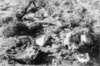 Überreste und persönliche Gegenstände der Opfer des Vernichtungslagers Belzec. (AIPN)
